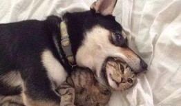 二狗最新爆料视频下载,幕后真相大曝光！